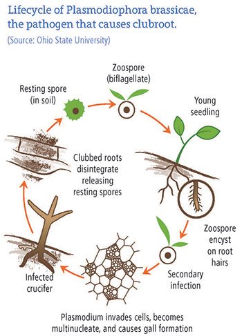 Lifecycle of Plasmodiophora brassicae, the pathogen that causes clubroot. Source: Ohio State University. Resting spore (in soil); Zoospore (biflagellate); Young seedling; Zoospore encyst on root hairs; Secondary infection; Plasmodium invades cells, become