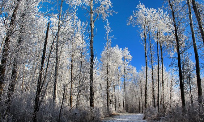 Winter forest trail with trees filled with powdery snow. The camera angle was taken from the ground looking up towards the sky, which is a bright blue colour.