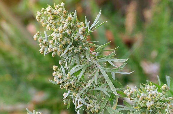 Absinthe Wormwood Strathcona County 