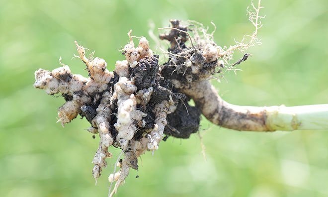 Image showing an example of a root infected with clubroot