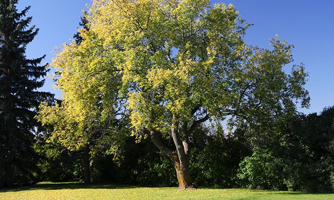 Leafy tree against very blue sky