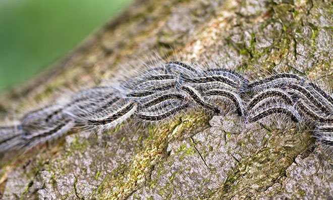 Image of caterpillars on a tree