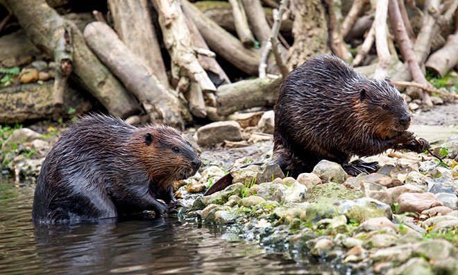 Beavers by a pond