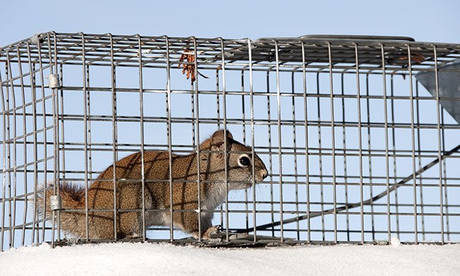 Image of a squirrel in a trap