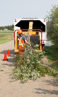 Image of County staff member putting tree brush in a chipper machine.