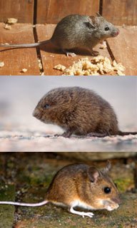 Image showing the house mouse, white-footed mouse or deer mouse and the field mouse or vole