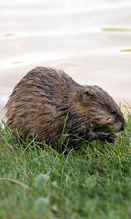 Image of a muskrat by the water
