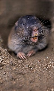 Image of a pocket gopher in it's hole