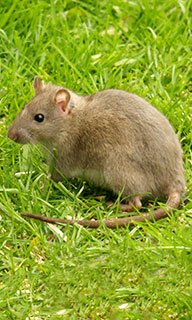 Image of a rat sitting on grass