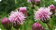 Image of the noxious weed Canada Thistle