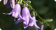 Image of the noxious weed Creeping Bellflower