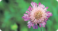 Image of the noxious weed Field Scabious