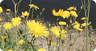 Image of the noxious weed Perennial Sow-Thistle