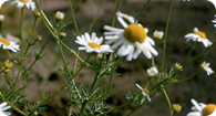 Image of scentless chamomile noxious weed