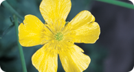 Image of the noxious weed Tall Buttercup