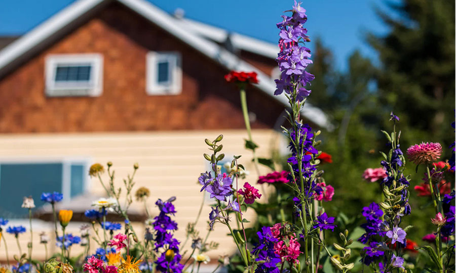Close up of mixed flowers with house in the background