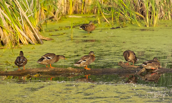 Ducks in wetlands