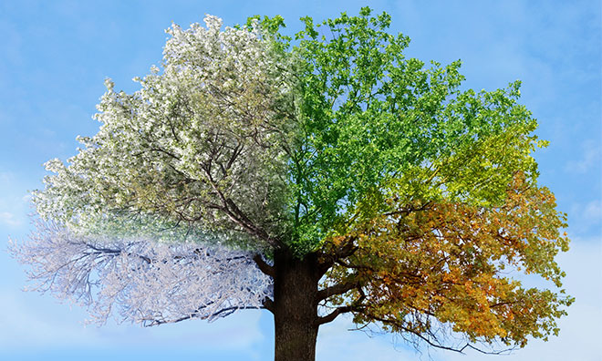 Illustration of tree going through all four seasons