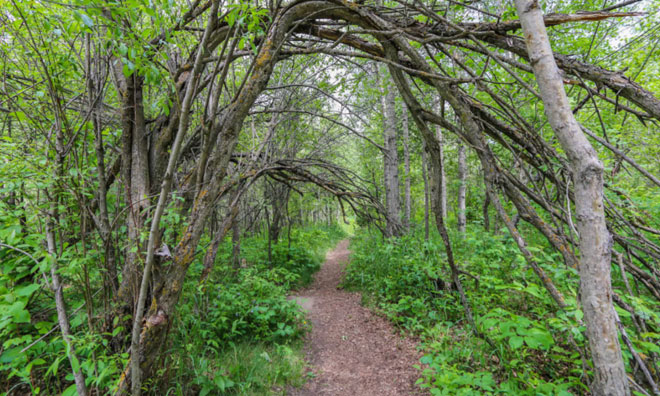 Summer forest trail with trees creating an arch over the gravel path