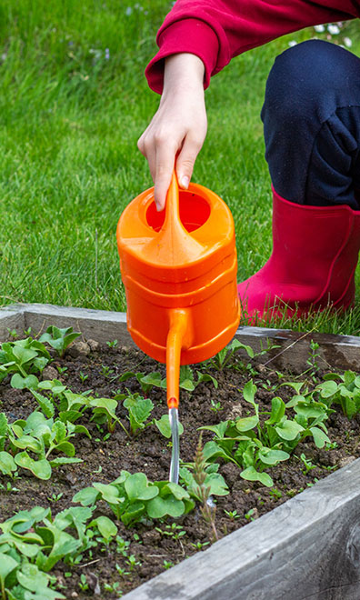Close-up on kid's hands watering seedling in garden box using a water can