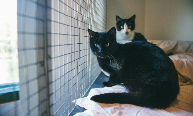 Pilot cat shelter to open in Strathcona County