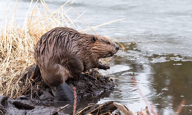 beavers strathcona county