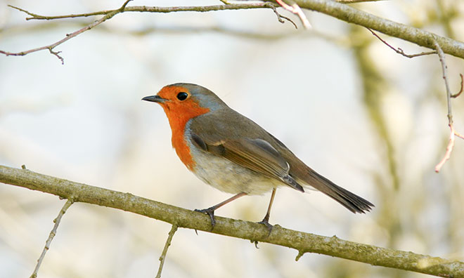 Robin sitting on a branch