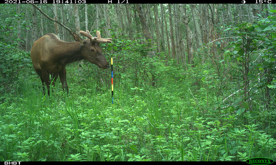 Elk