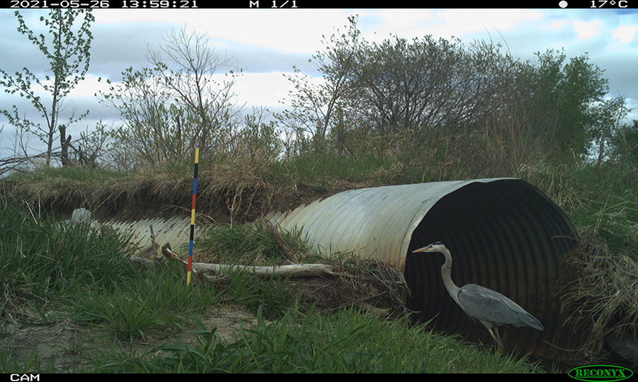 Great blue heron