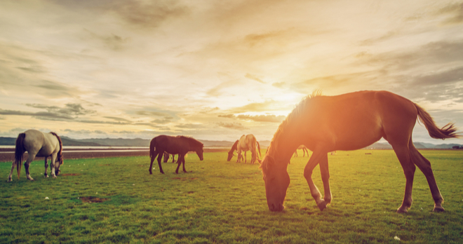 Horses in pasture at sunset