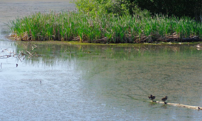 Ducklings swimming in wetland area