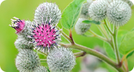 Image of the noxious weed Greater Burdock
