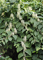 Image of a Japanese Knotweed plant