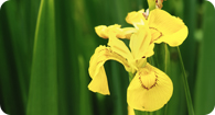 Image of the noxious weed Pale Yellow Iris