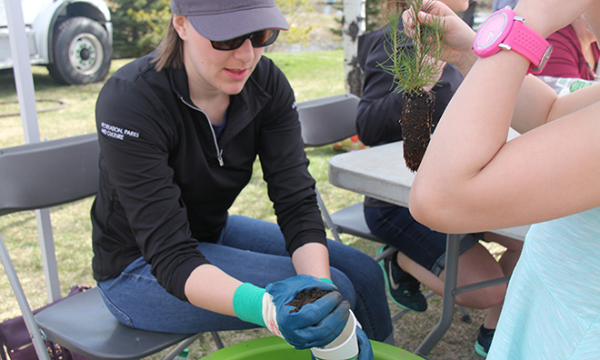 Planting spruce tress at Arbor Day