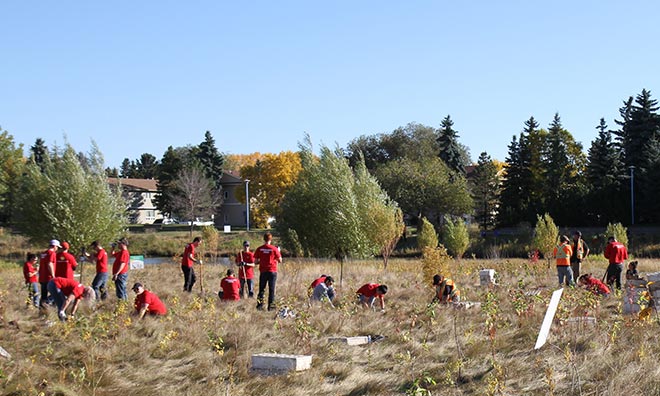 Group of volunteers wearing red t-shirts, planting seedlings on Broadmoor Lake island