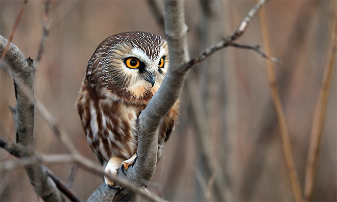 Saw Whet Owl