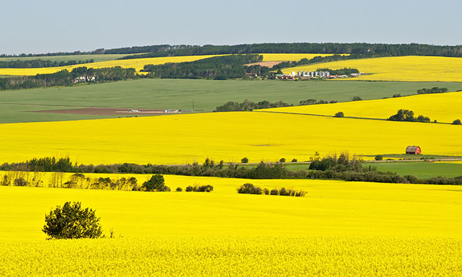 Canola fields in the summer