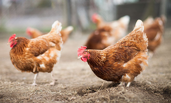 Image of chickens in a chicken coop