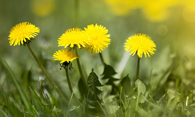 Image showing a group of dandelions