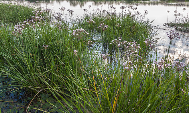 Image of flowering rush growing near a body of water