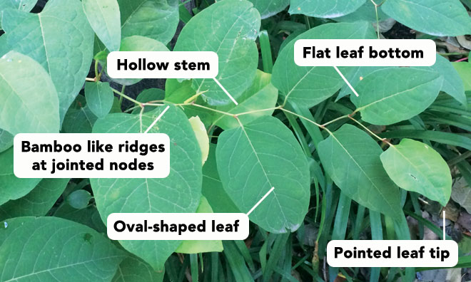 Image showing the different ways to identify Japanese knotweed