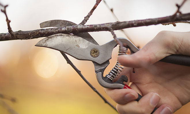 hand holding tree trimming tool in the act of clipping a branch