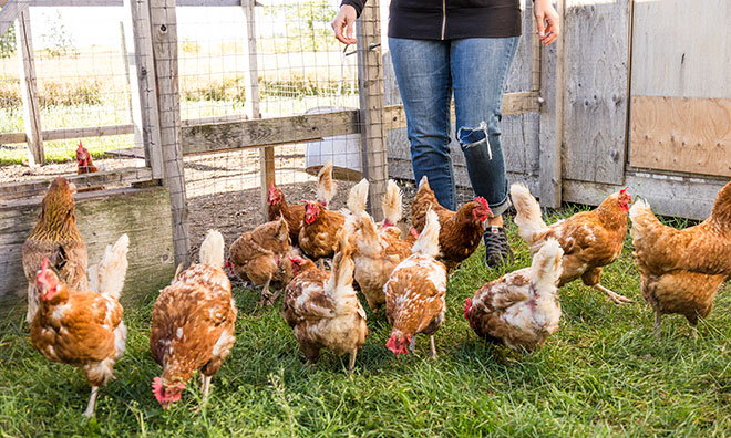 Image shows a person walking among chickens outside a chicken coop
