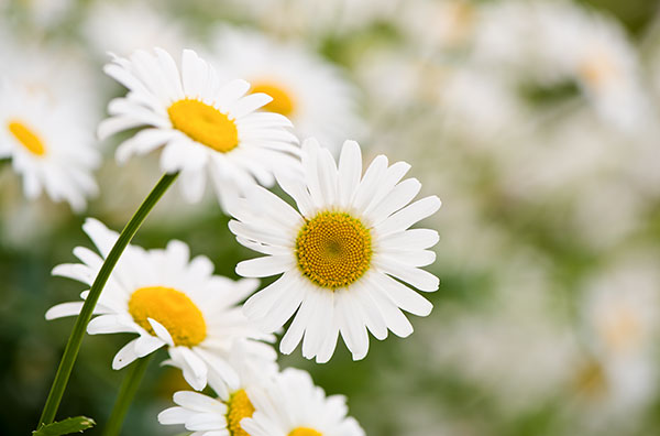 Field of oxeye daisies