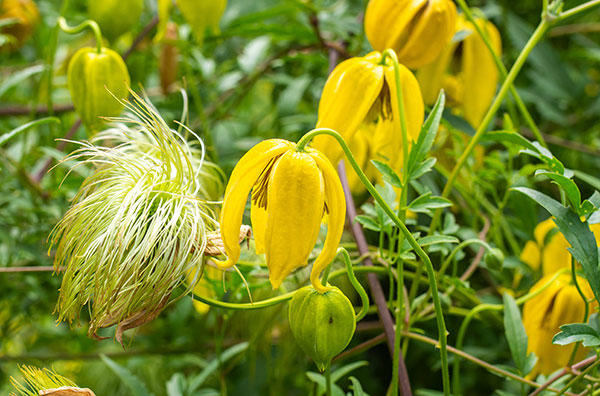 Yellow Clematis