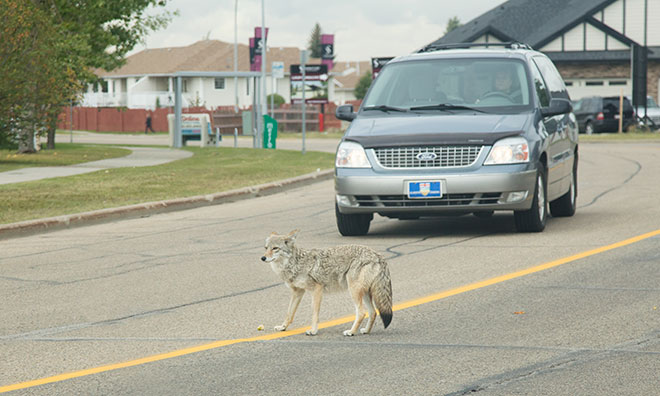 Coyote crossing a road in front of a car