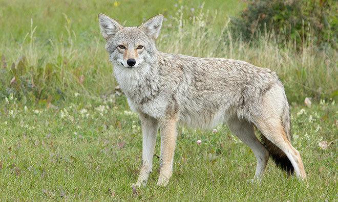 Image of a coyote in a field