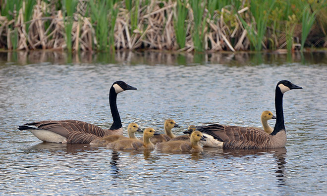 Family of geese swimming in a lake