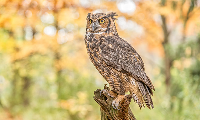 Owls Strathcona County